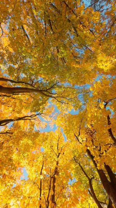 Seamless loop rotating vibrant canopy of autumn leaves