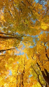 Seamless loop rotating vibrant canopy of autumn leaves