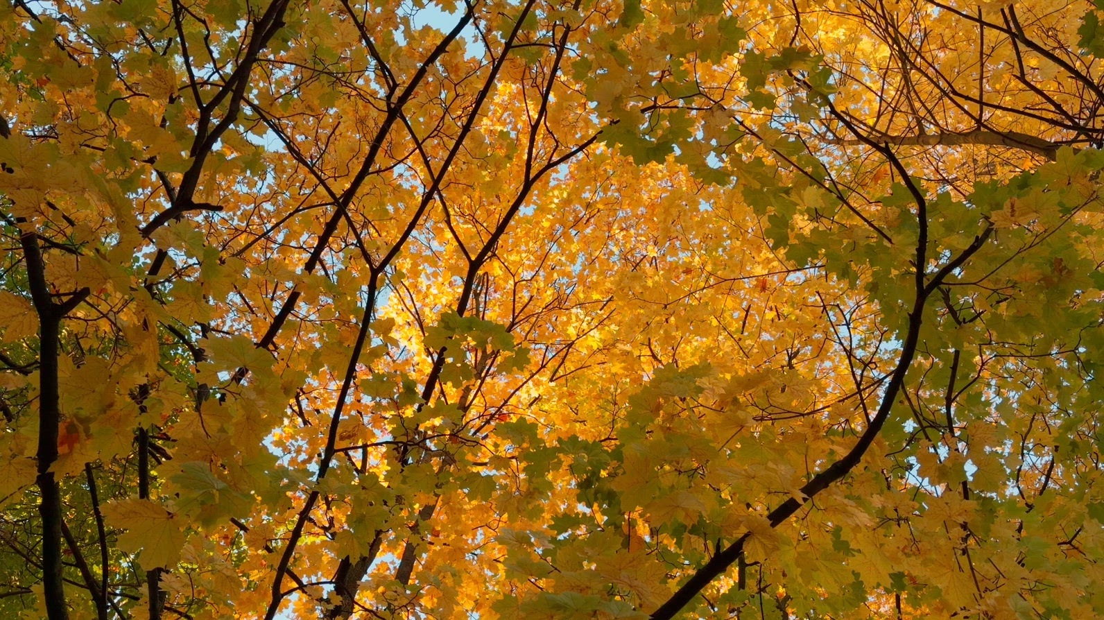 Seamless loop rotating vibrant canopy of golden autumn leaves