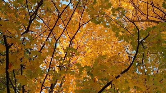 Seamless loop rotating vibrant canopy of golden autumn leaves