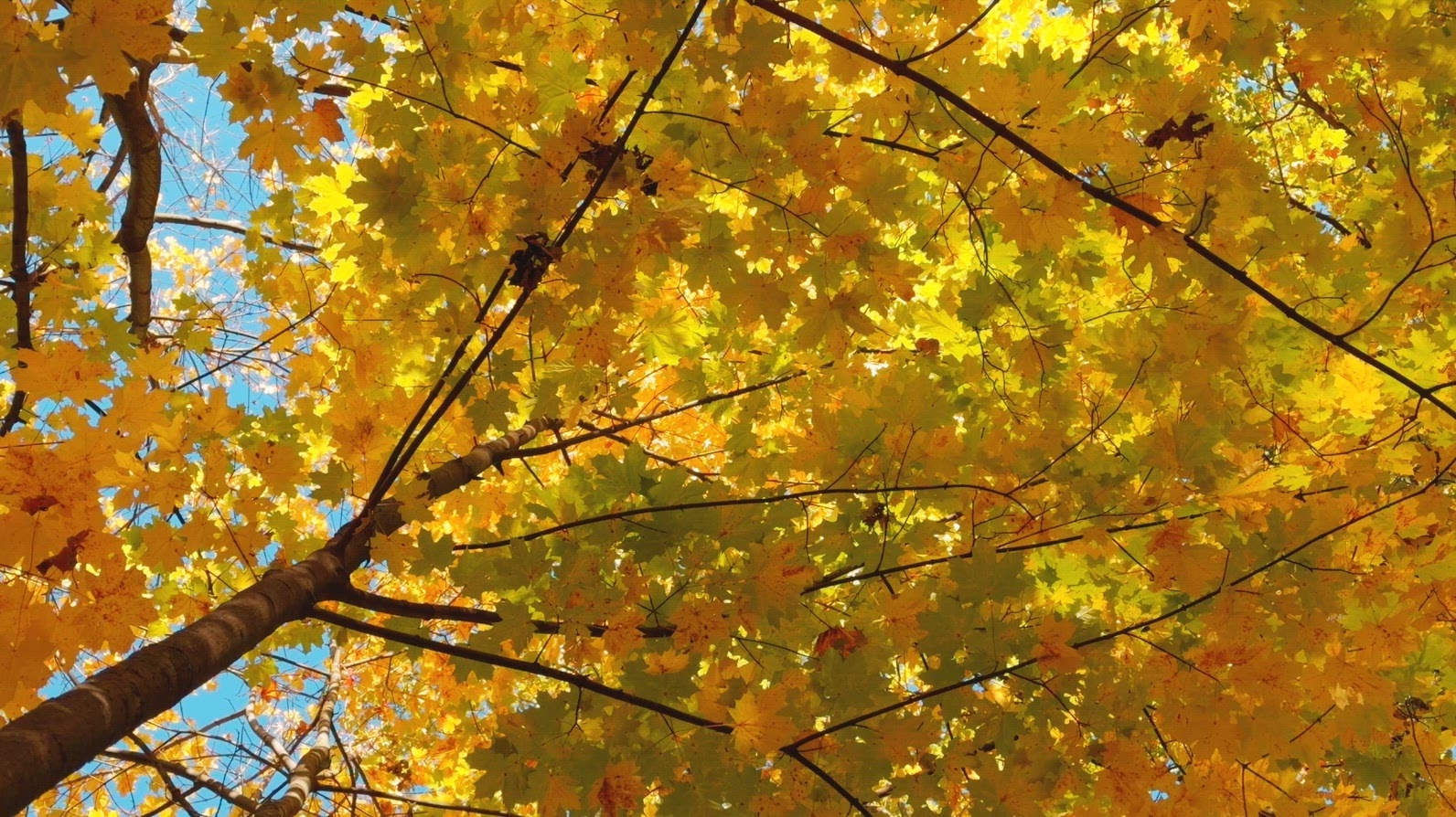 Seamless loop rotating vibrant canopy of autumn leaves