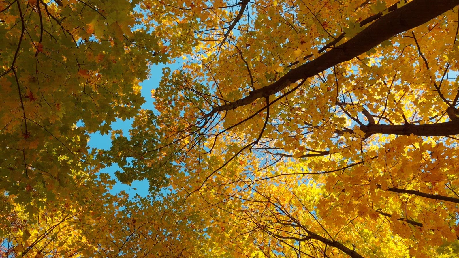 Seamless loop rotating autumn trees with vibrant yellow leaves