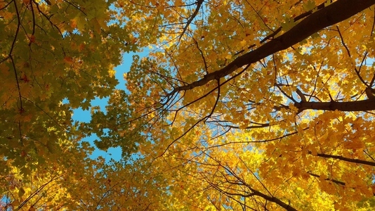 Seamless loop rotating autumn trees with vibrant yellow leaves