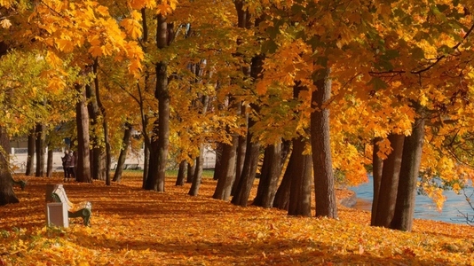 People walking through a park with vibrant autumn foliage