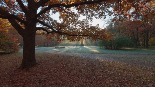 A serene autumn landscape with a large tree and fallen leaves