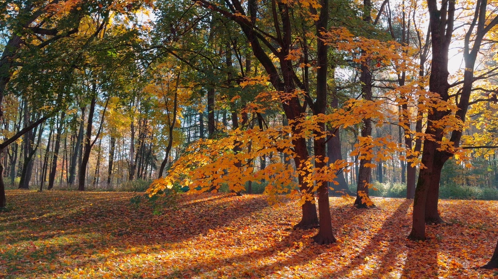 Autumn forest with colorful leaves and sunlight casting shadows