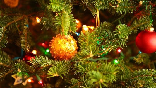 Christmas Tree Tracking Shot